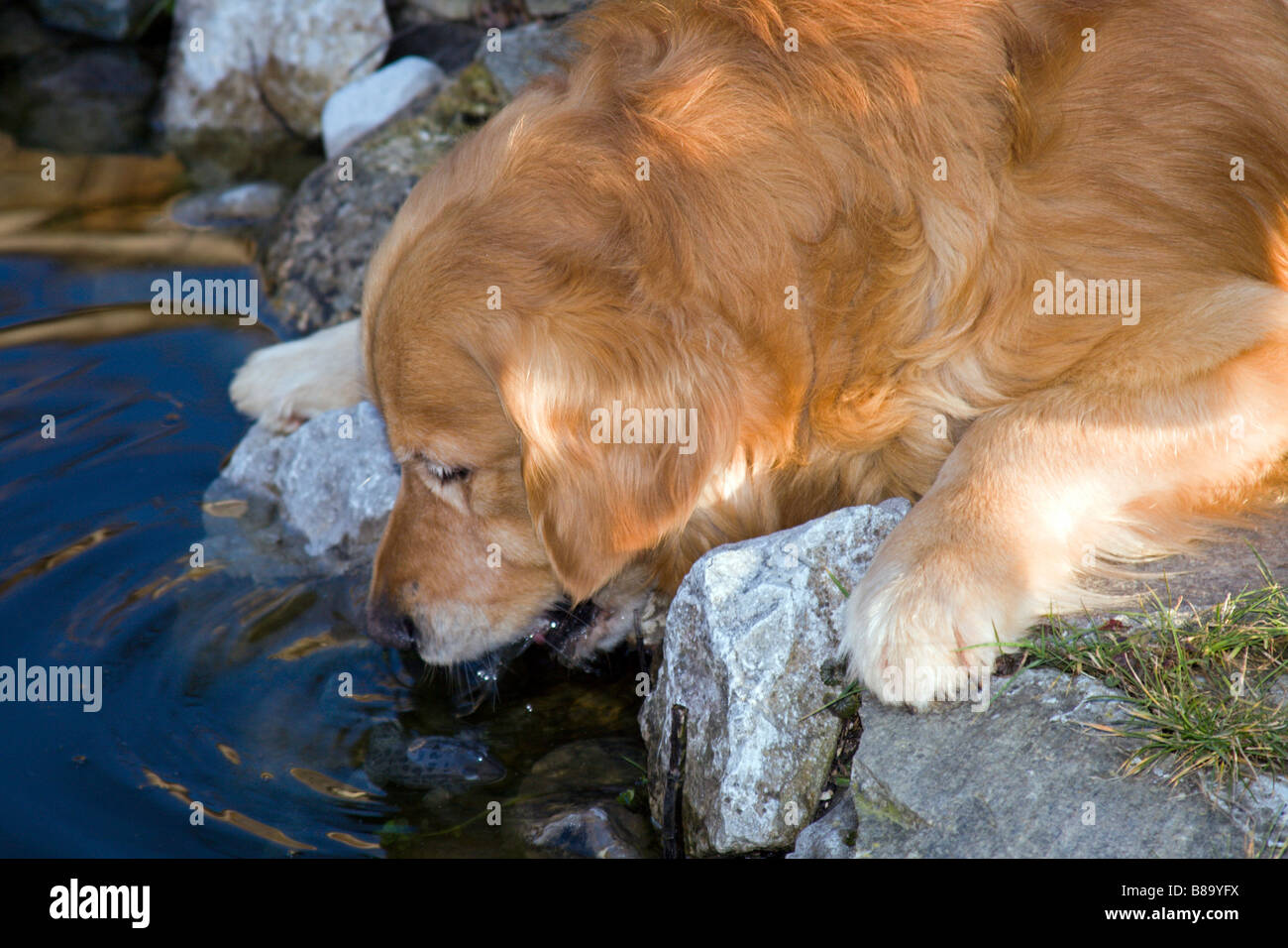 Golden retriever drinking from the pond. Stock Photo