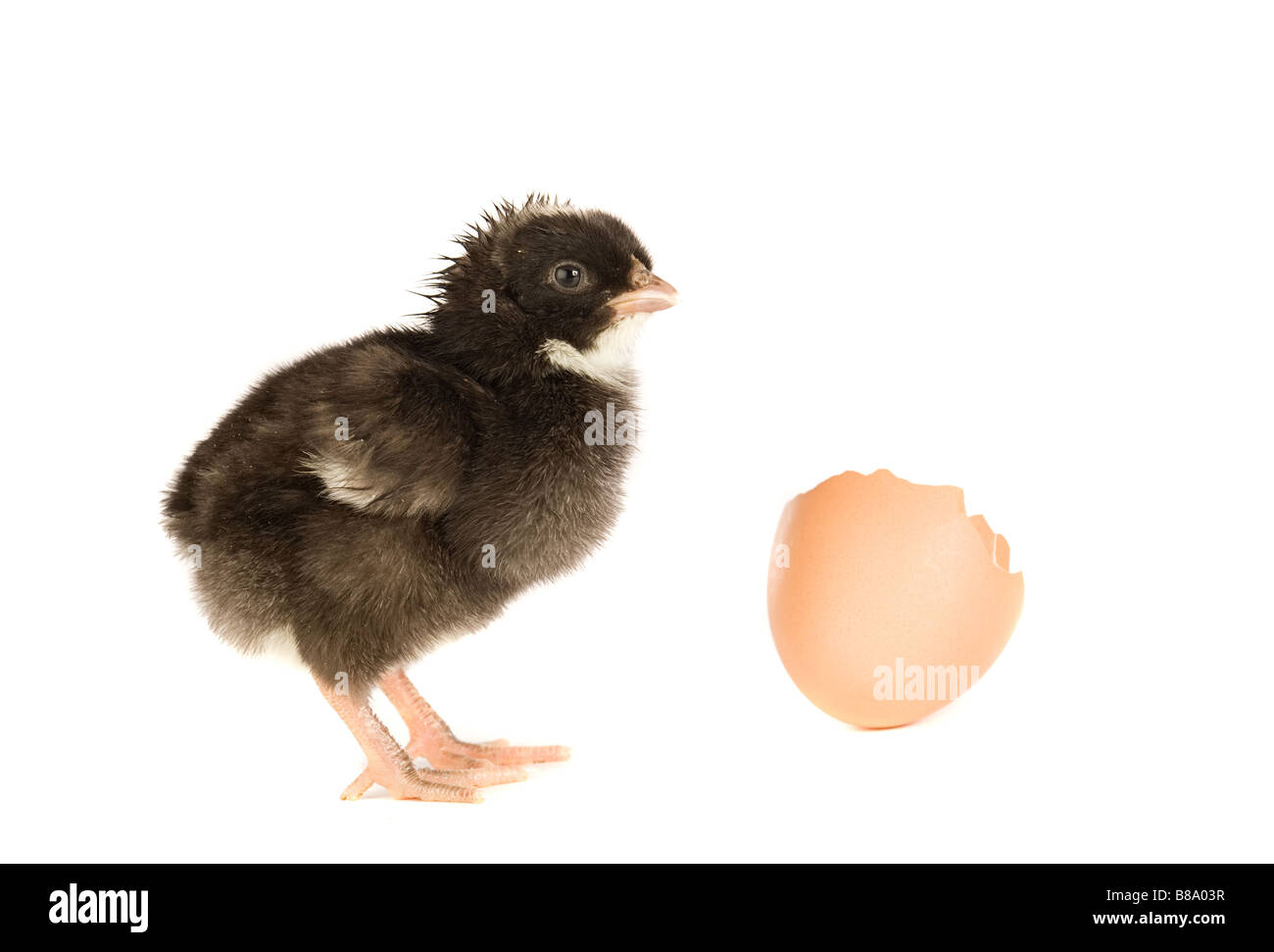 Chicken black with broken eggshells on a white background Stock Photo ...