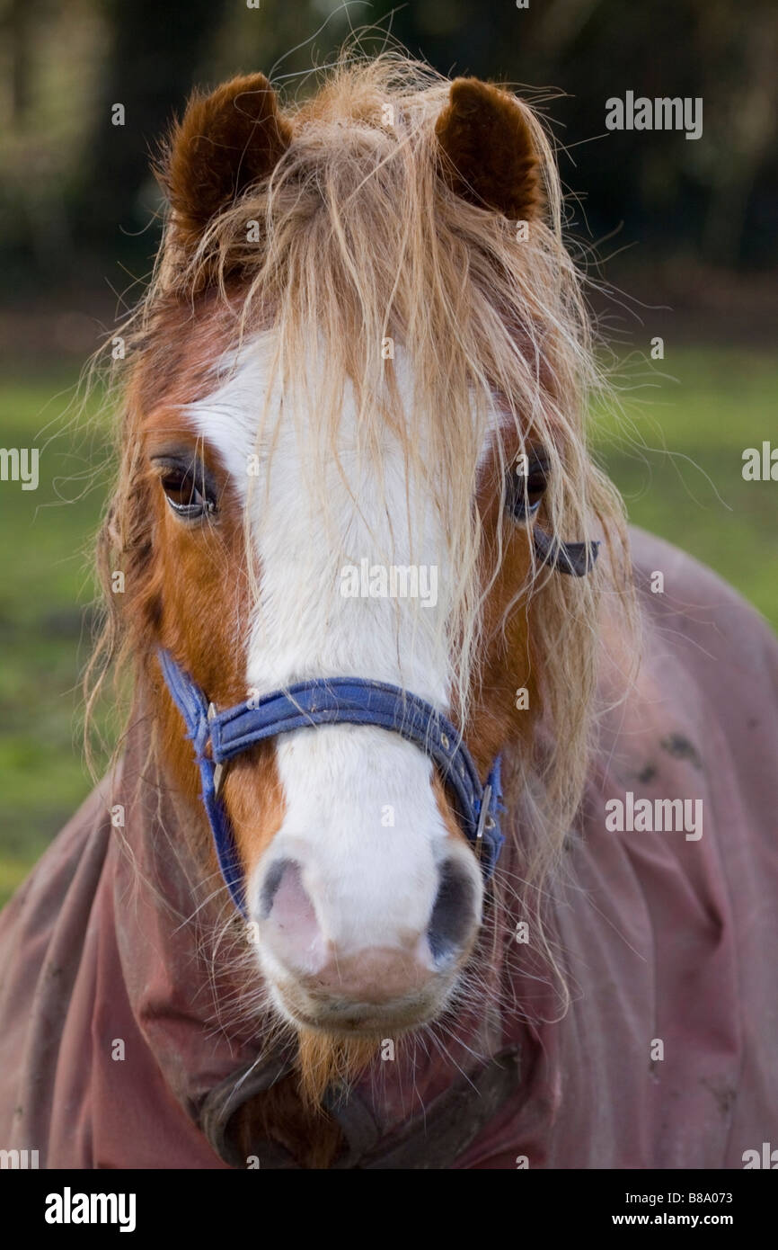 Portrait horse wearing winter coat hires stock photography and images