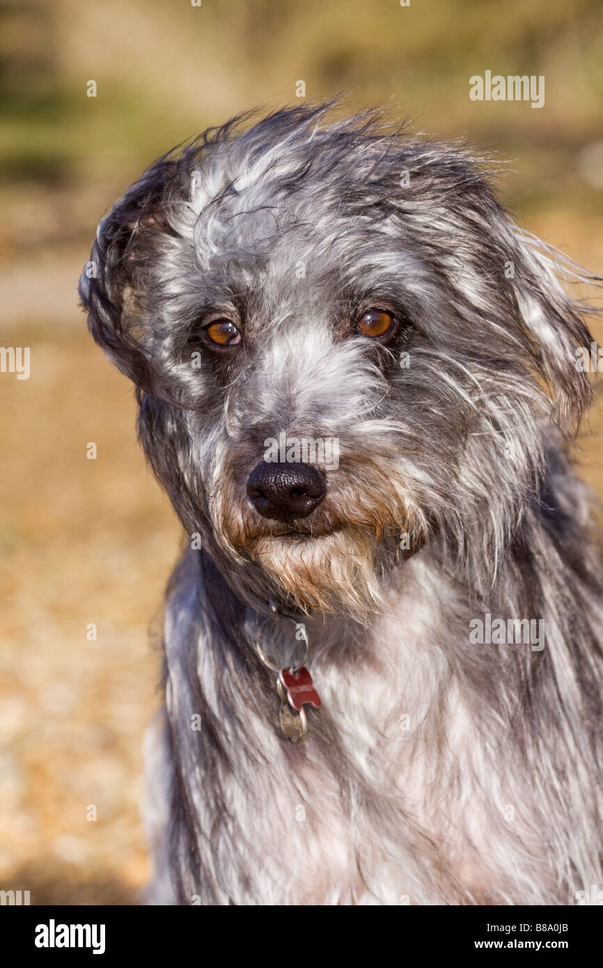 dog lurcher rescue scruffy mongrel outside alone Stock Photo