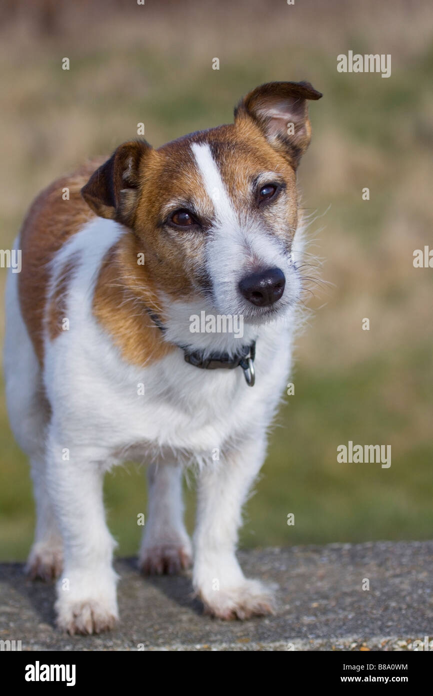 portrait of a Jack Russell standing on a wall Stock Photo