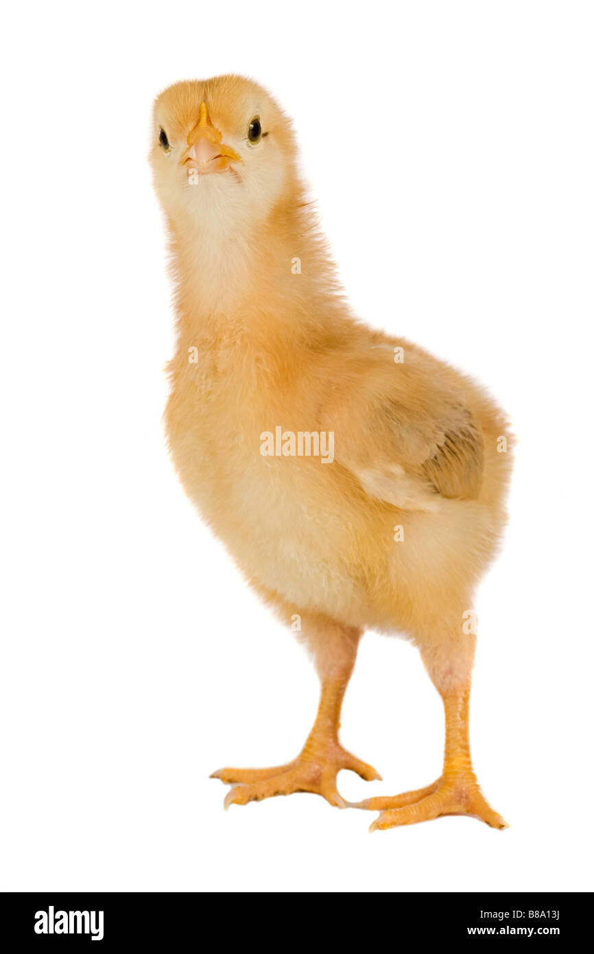 Yellow little chicken a over white background Stock Photo - Alamy