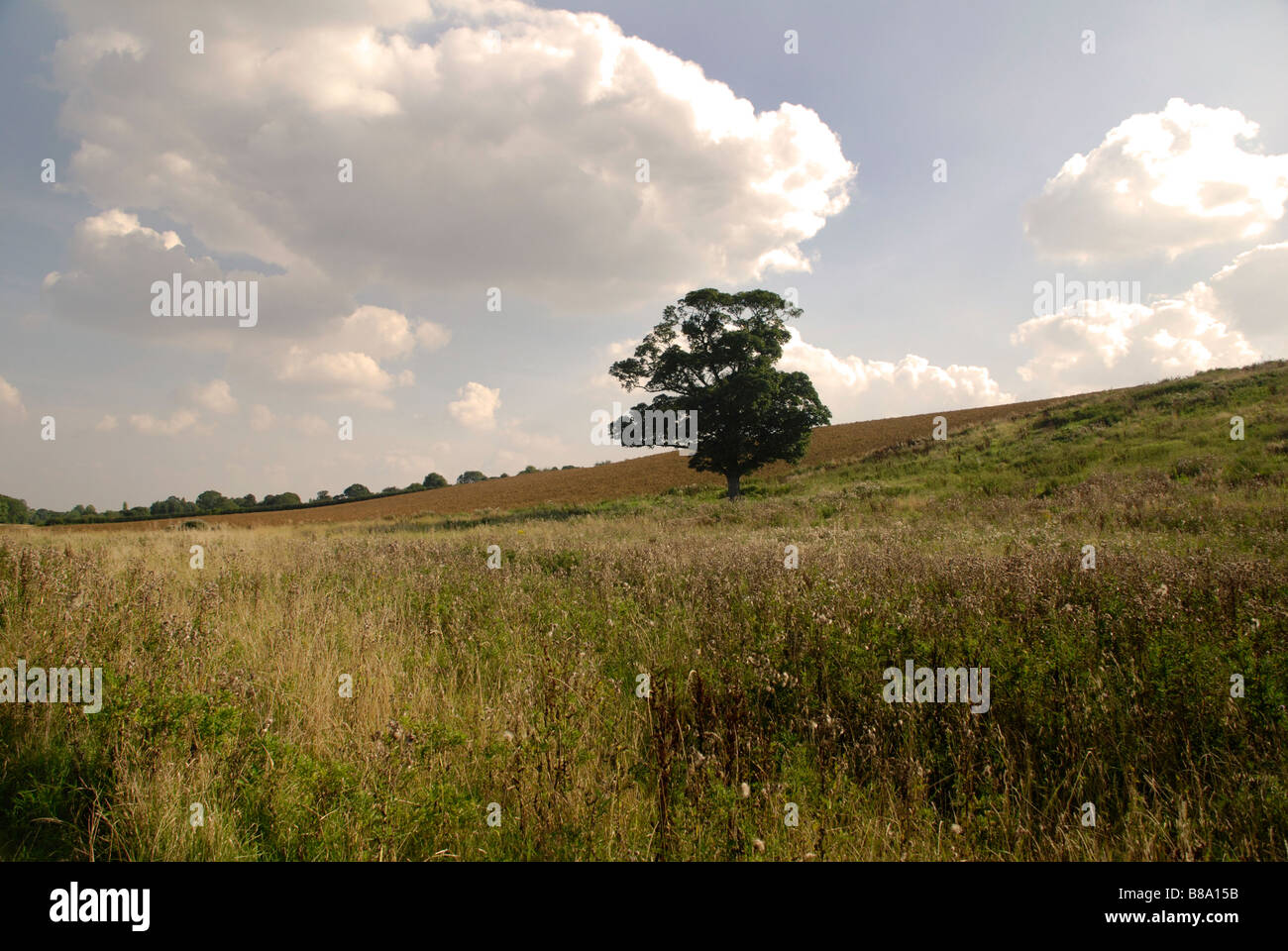 Large single tree hi-res stock photography and images - Alamy