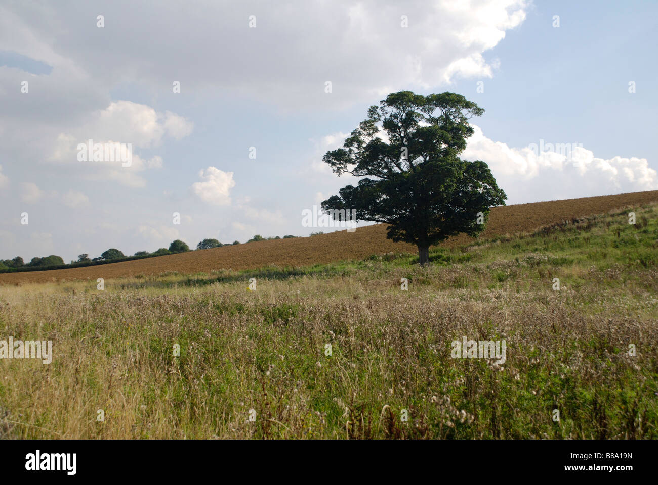 Single large tree hi-res stock photography and images - Alamy