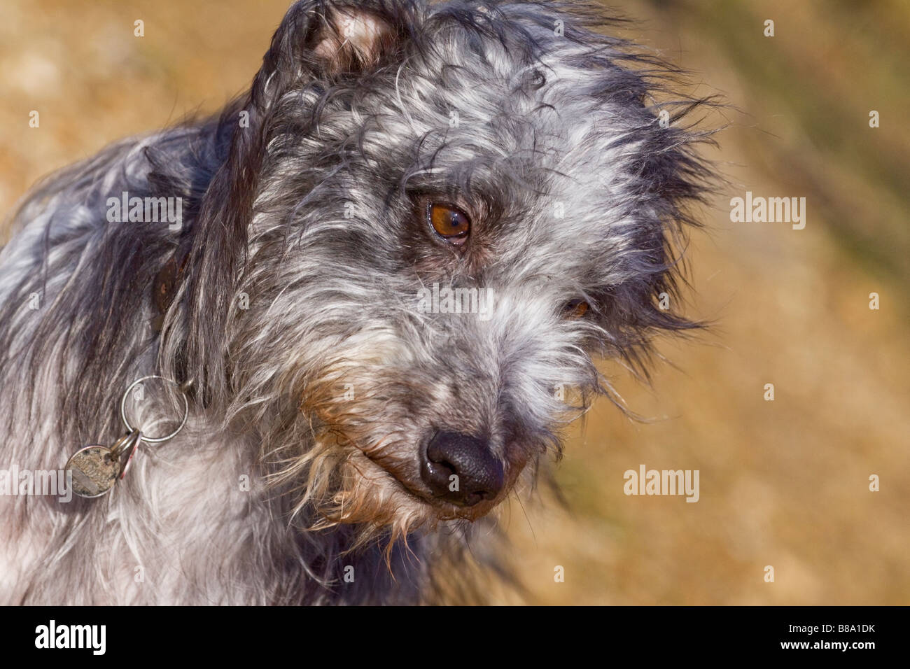 portrait of a rescue lurcher Stock Photo Alamy