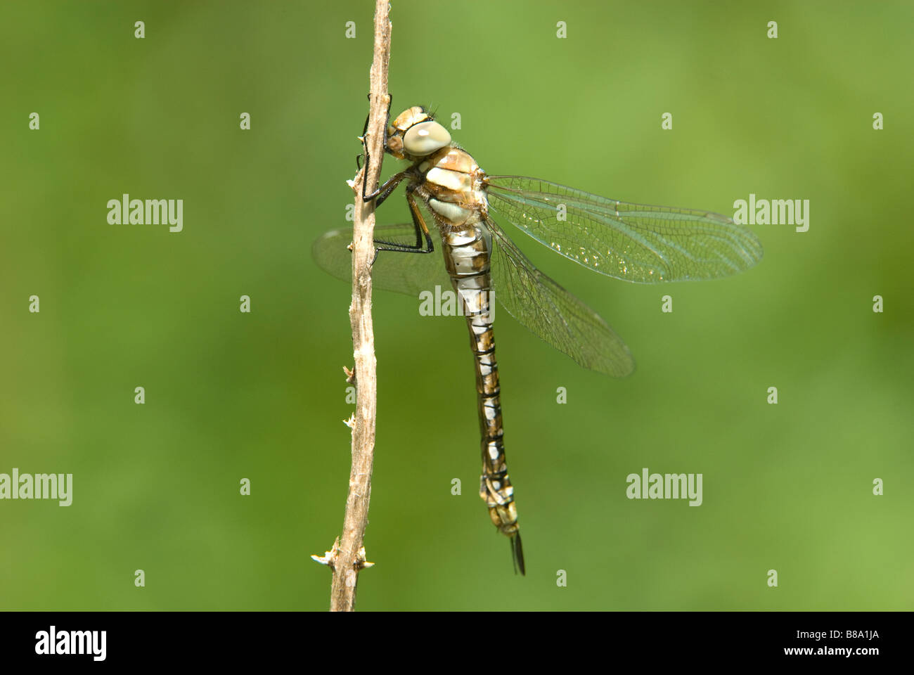 Southern Hawker Dragonfly Stock Photo