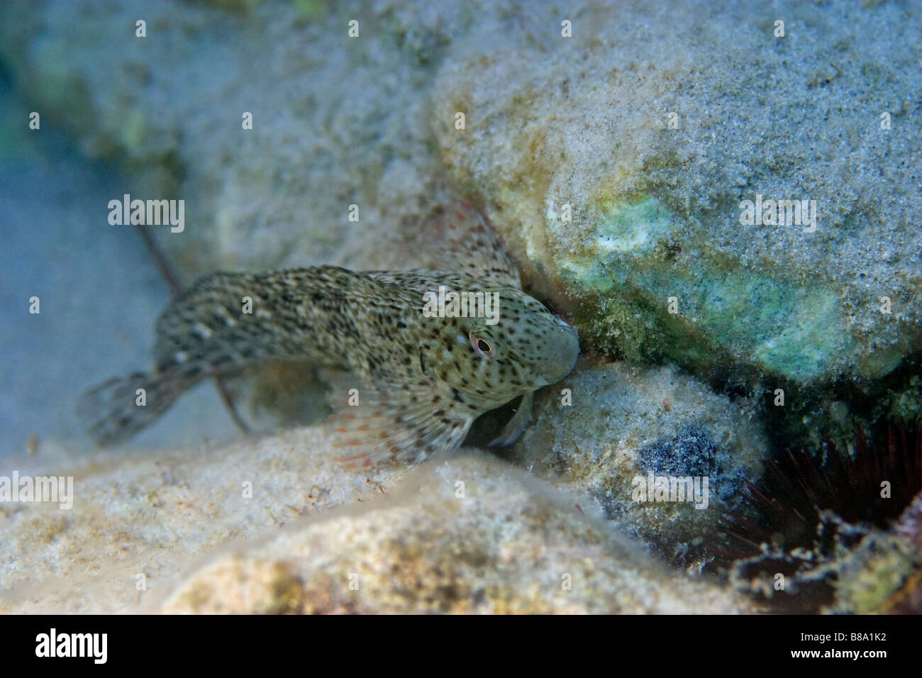 Goby on rock Stock Photo