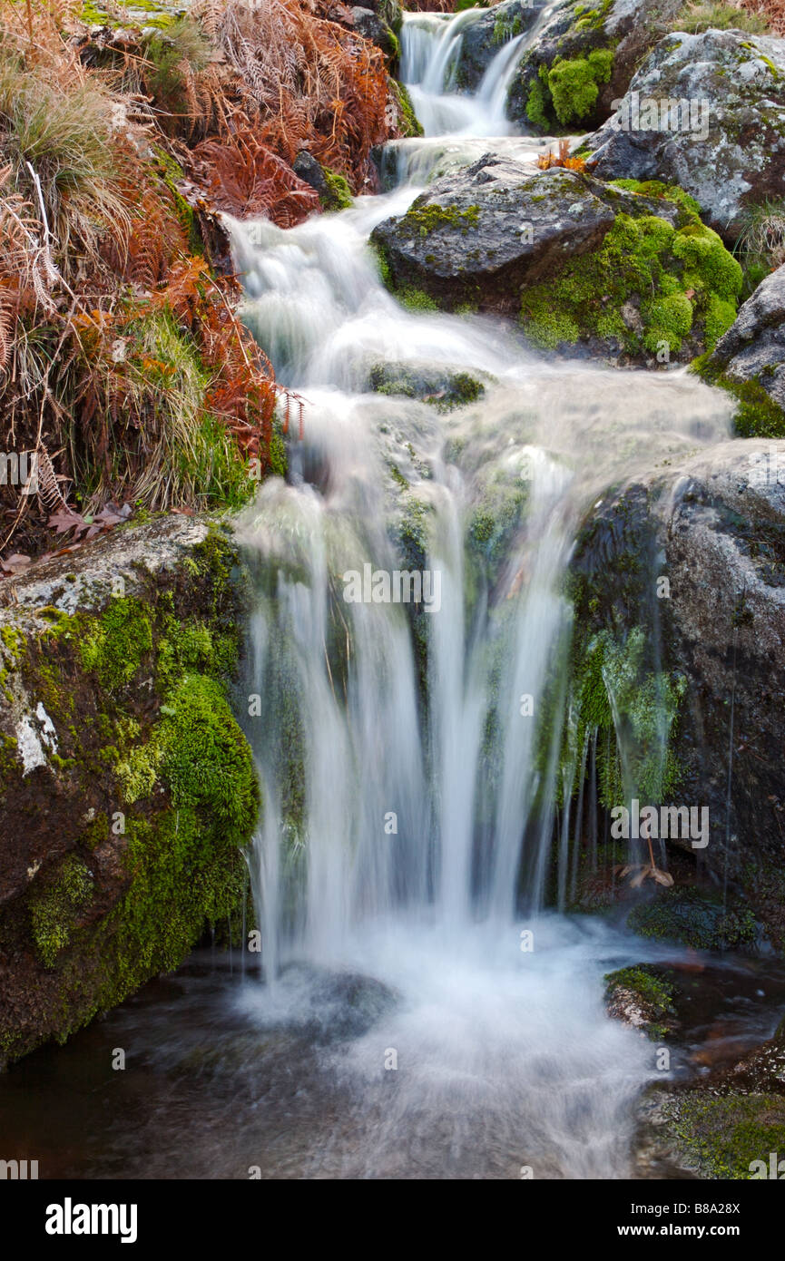 torrent a photo of a water torrent in the forest Stock Photo - Alamy