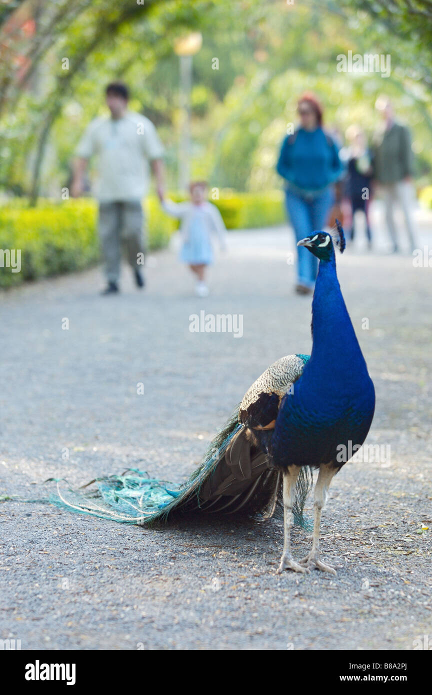 photo of a peacock in a park Stock Photo - Alamy