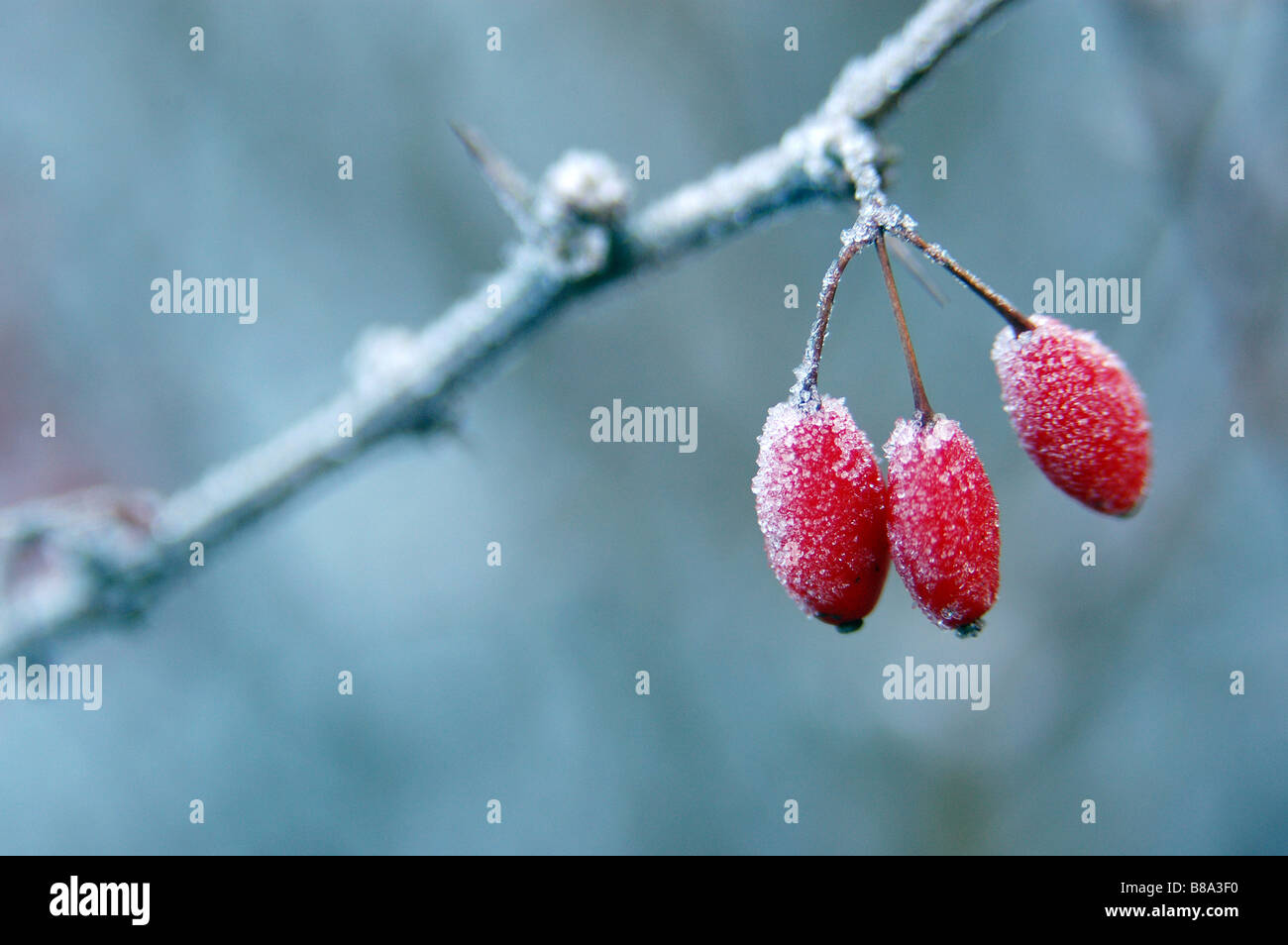 Red small fruit with winter frost,Japanese Barberry,Berberis thunbergii in Gothenburg,Sweden Stock Photo