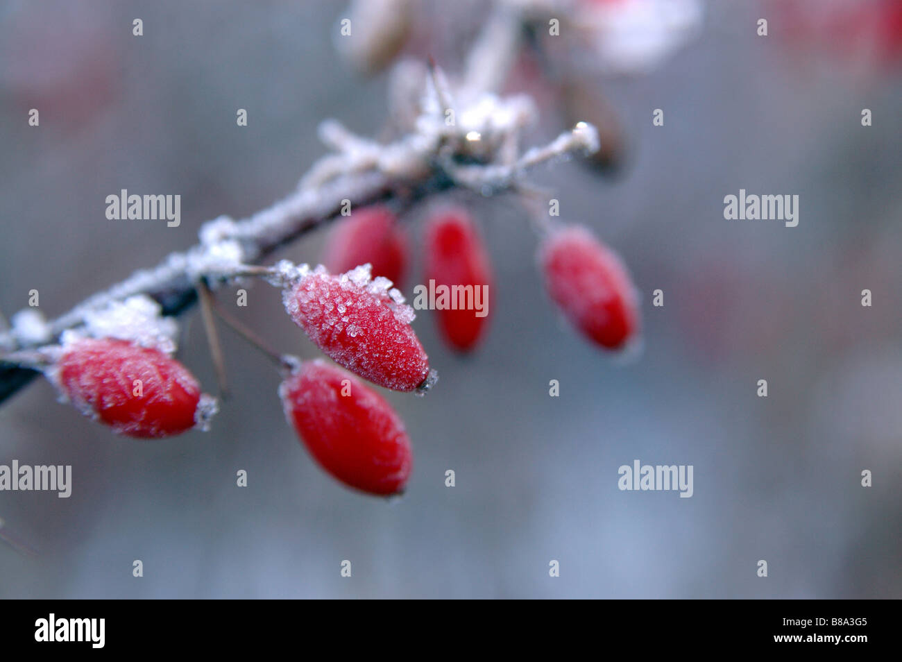 Red small fruit with winter frost,Japanese Barberry,Berberis thunbergii in  Gothenburg,Sweden Stock Photo