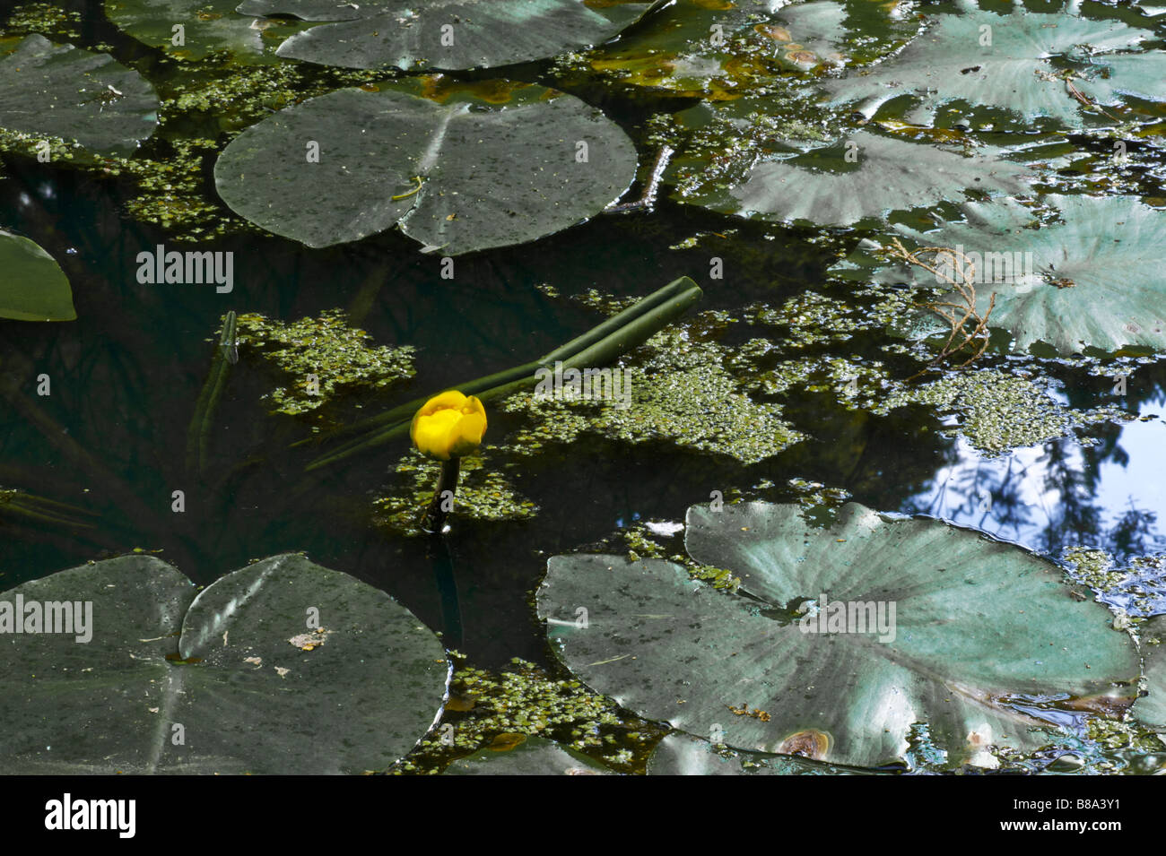 A pond with lily pads and flower Stock Photo Biology Diagrams