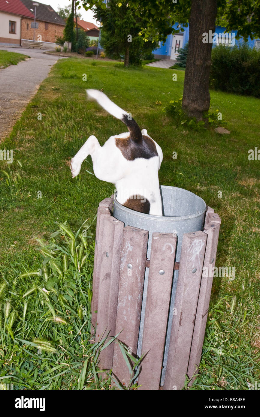 Homeless dog in waste bin Stock Photo Alamy