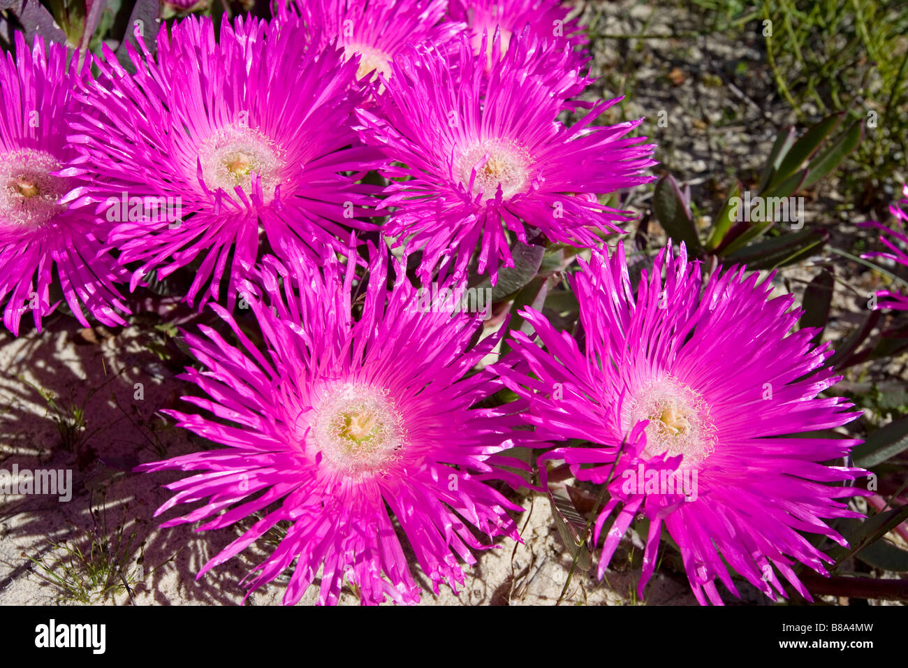 Close-up of Cape Fig (Carpobrotus deliciosus) flowers growing in coastal sands West Coast National Park South Africa Stock Photo