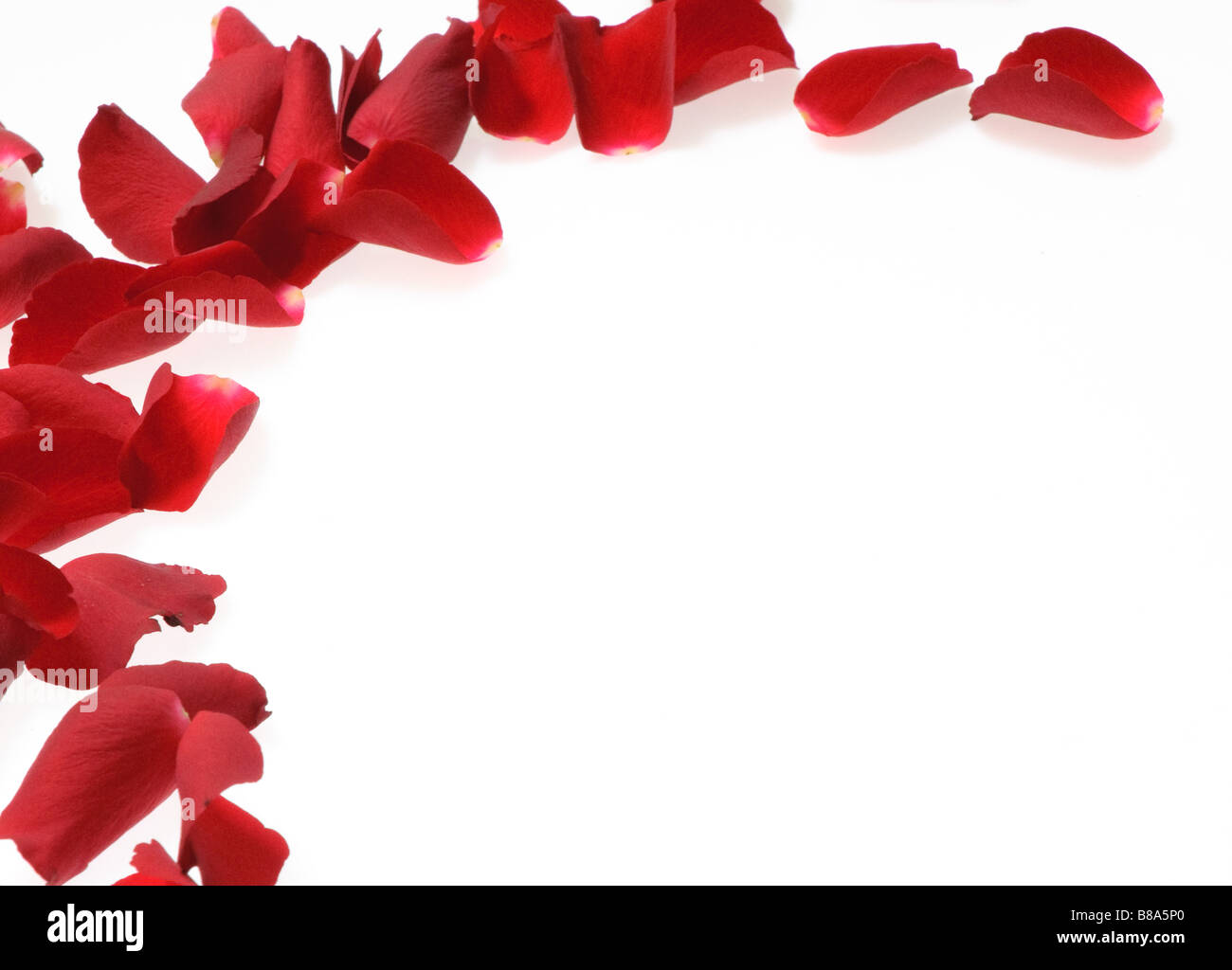 rose petals over white perfect valentine s day background Stock Photo