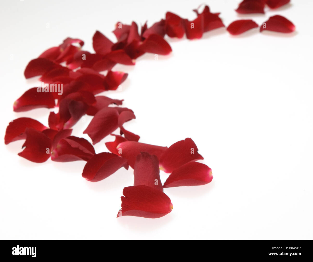 rose petals over white perfect valentine s day background Stock Photo