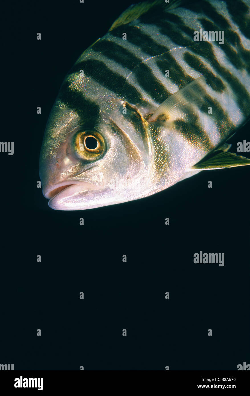 a pilot fish in the dark Stock Photo