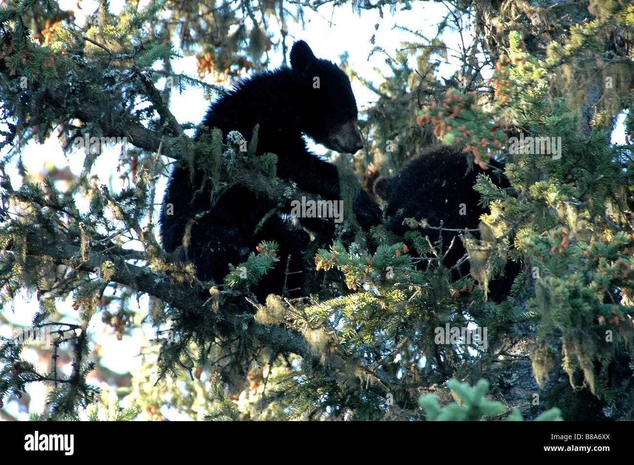 Black bear cubs sitting on spruce tree Alaska Stock Photo