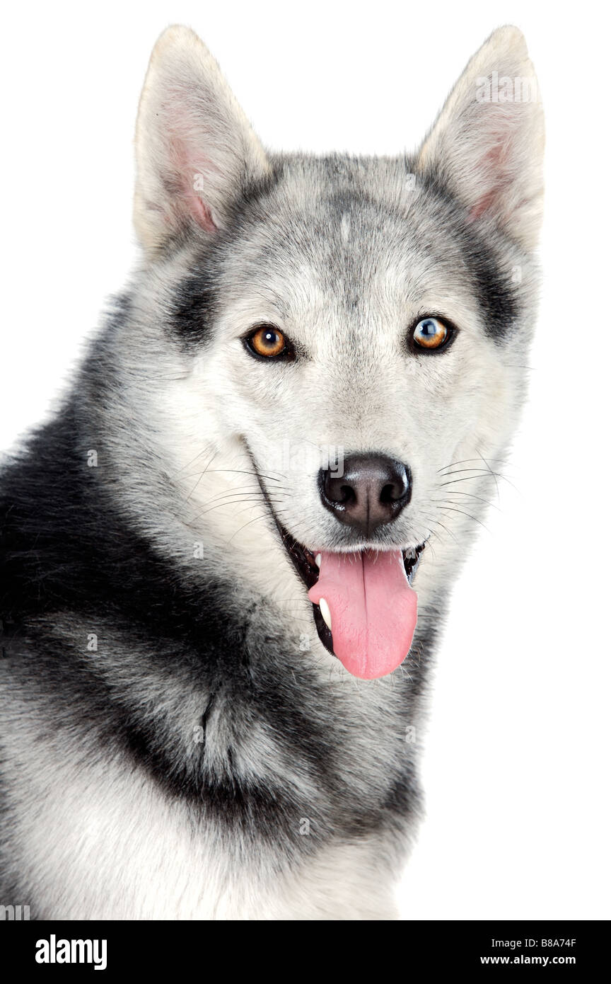 Dog Husky Huskie Siberian High Resolution Stock Photography And Images Alamy