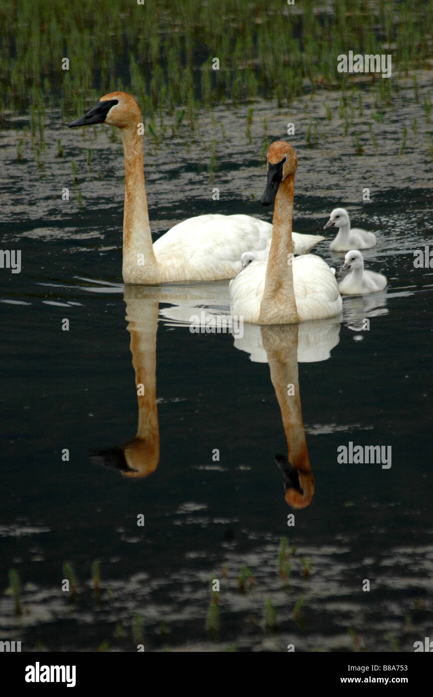 Trumpeter swans swimming with cygnets, iron stained necks, Alaska Stock Photo