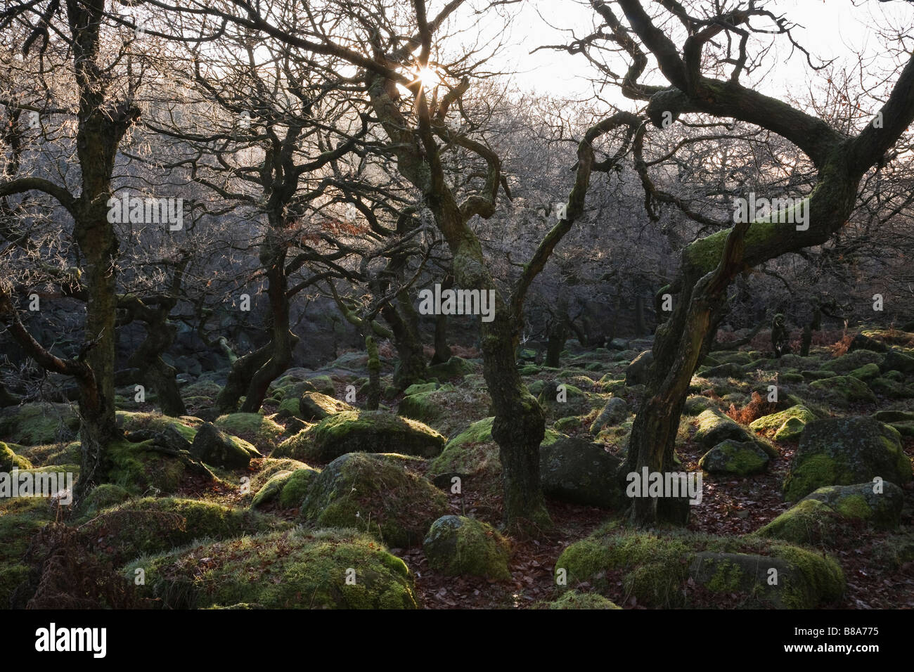 Oak trees, Padley Gorge, Peak District National Park, Derbyshire, England, UK Stock Photo