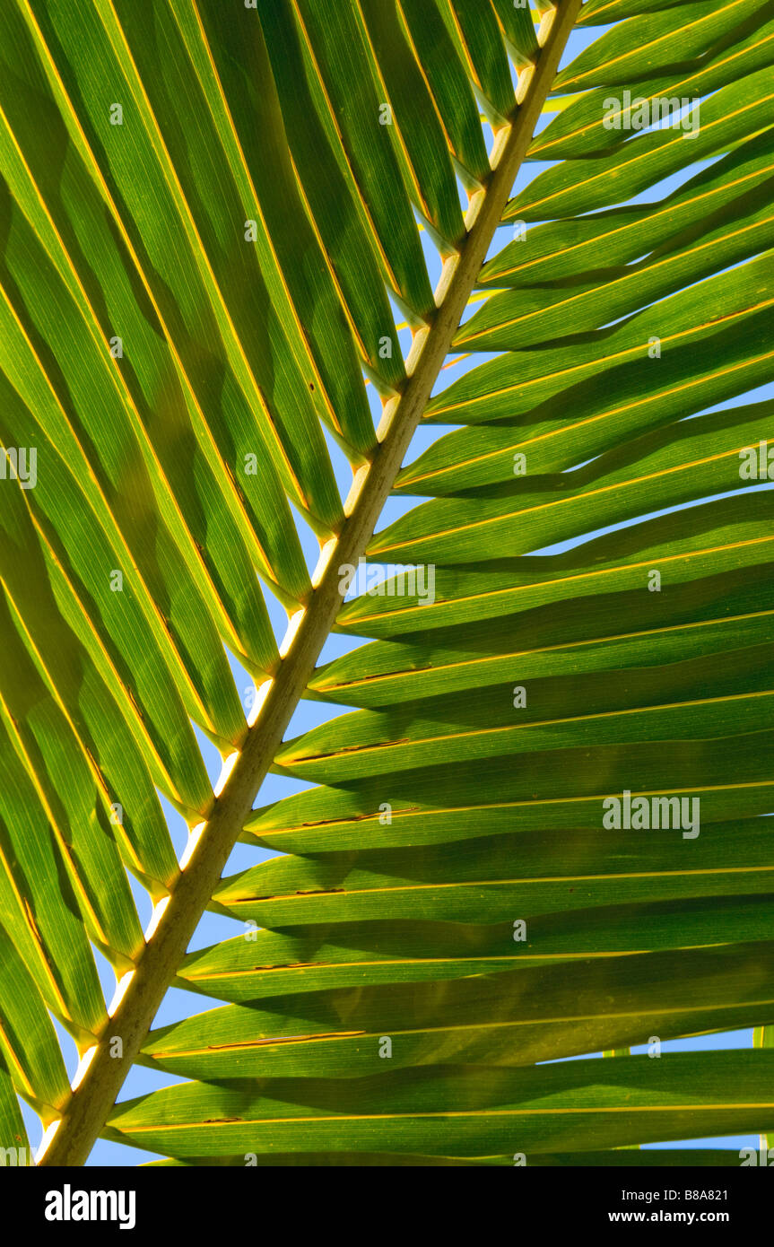 leaf of coconut palm tree Stock Photo