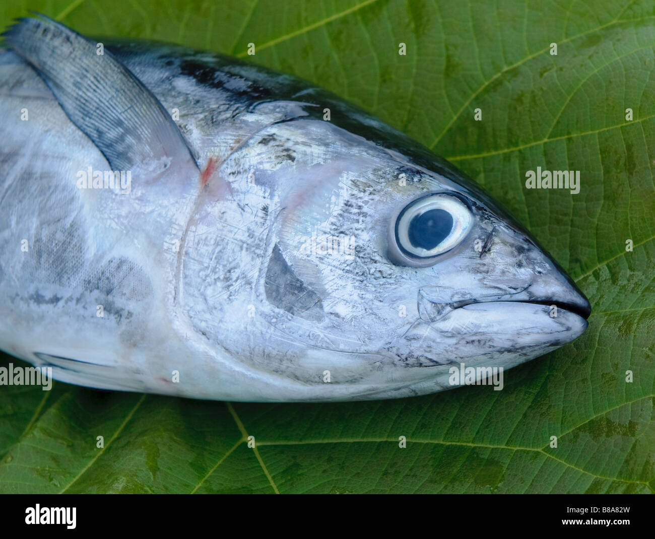 head of tuna fish at a fish market Stock Photo Alamy