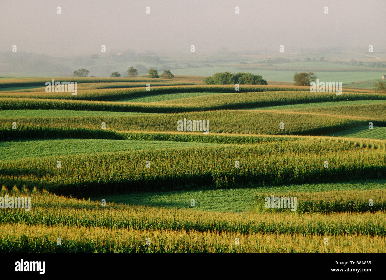 Corn Fields in Iowa, USA Stock Photo