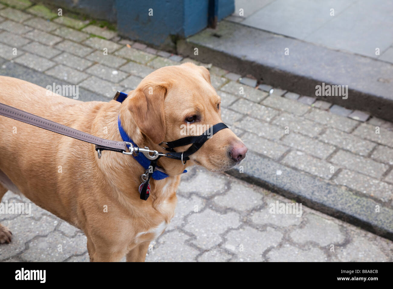 Halti headcollar hi res stock photography and images Alamy