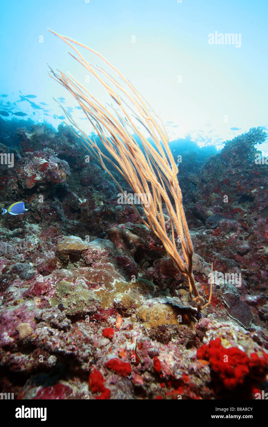 Maldivian underwater landscape Stock Photo