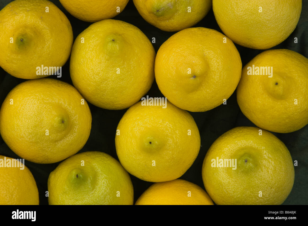 Closeup of harvested Lemons 'Lisbon'  variety. Stock Photo