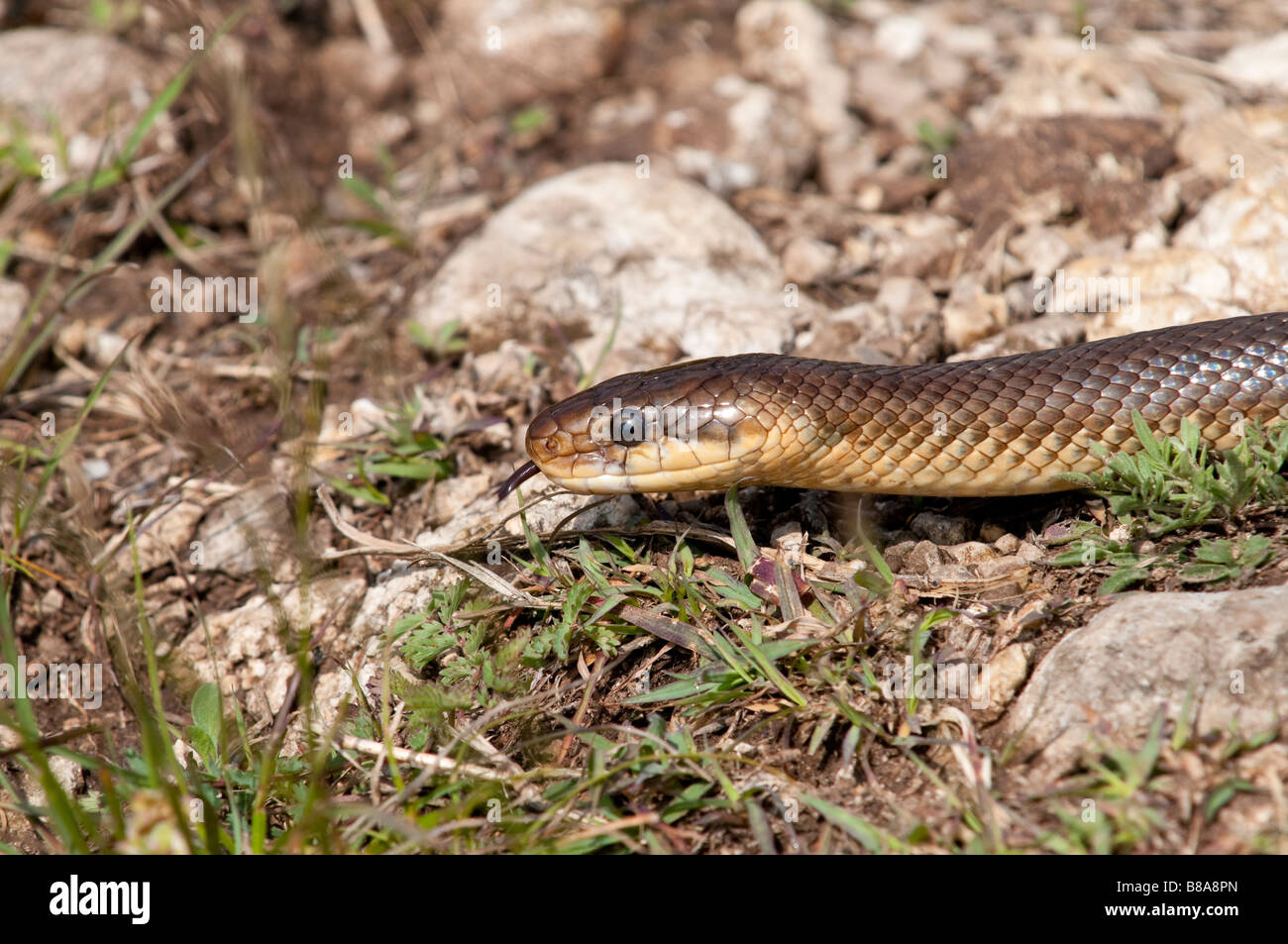 Äskulapnatter (Zamenis longissimus) - Aesculapian Snake- Stock Photo