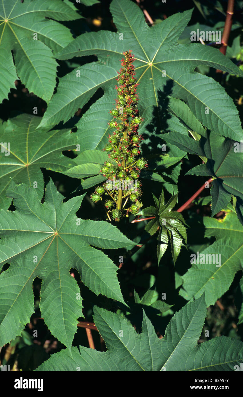 Castor Oil Plant, Seed Heads & Leaves(Ricinus communis), Madagascar ...