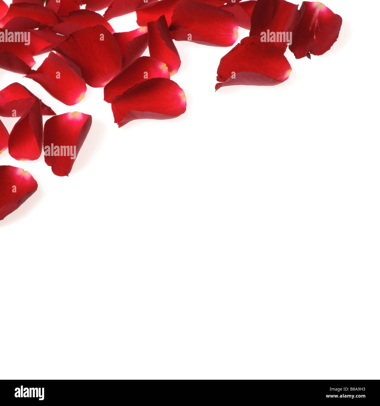 rose petals over white perfect valentine s day background Stock Photo
