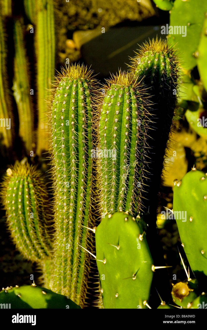 cactus in sunlight Stock Photo Alamy