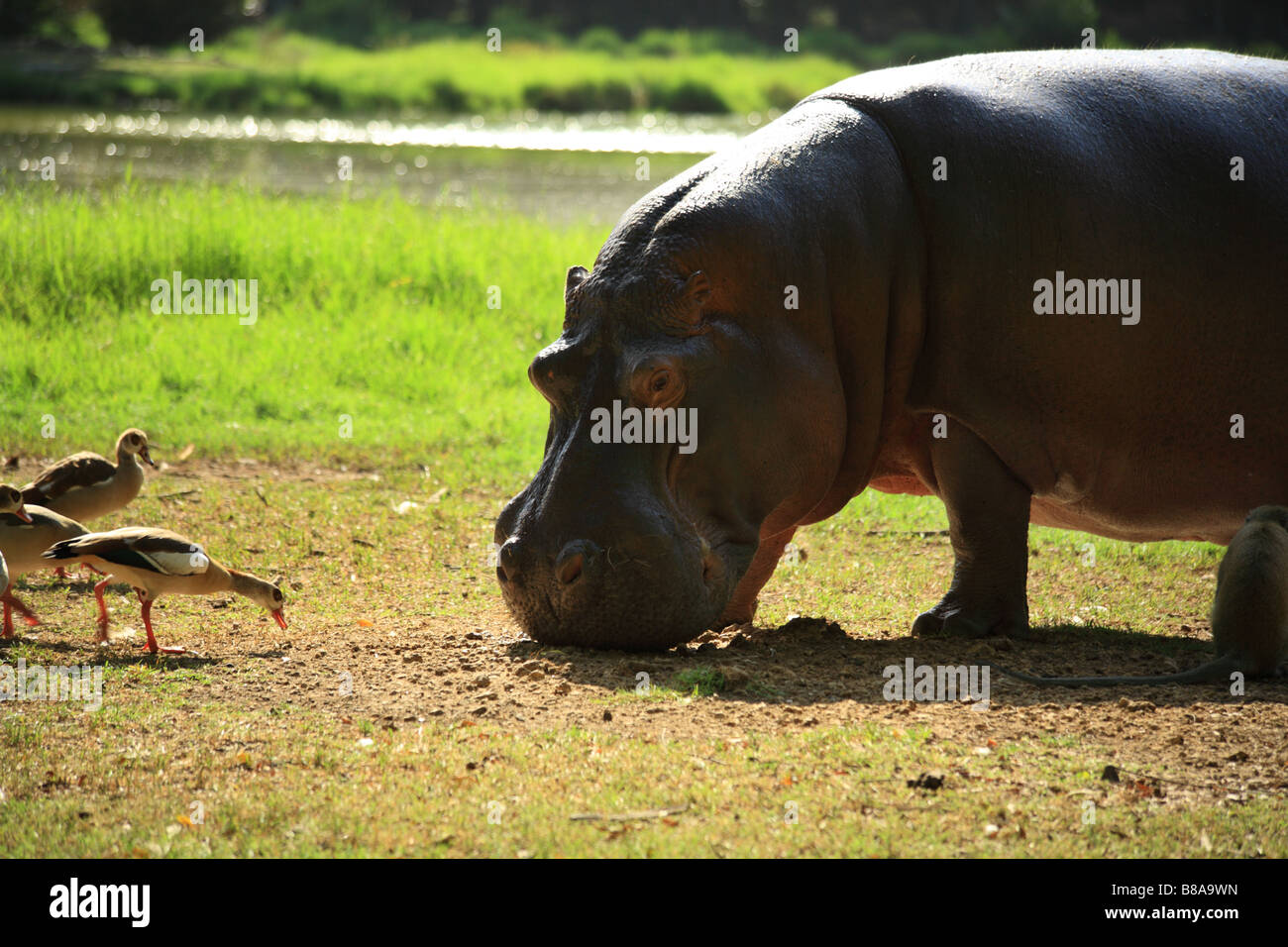 Birds trying to pinch the Hippo's food Kenya Africa Stock Photo Alamy
