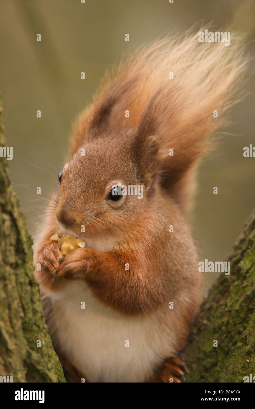 Red Squirrel munching on a walnut on the Alverstone Meade nature reserve Isle of Wight Stock Photo