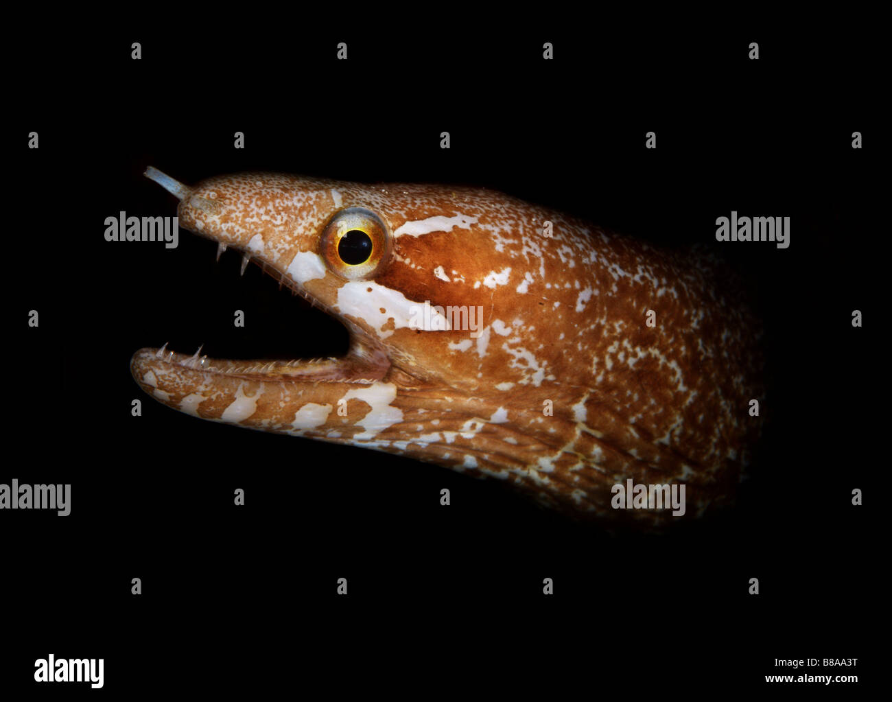 Moray eel juvenile hi-res stock photography and images - Alamy