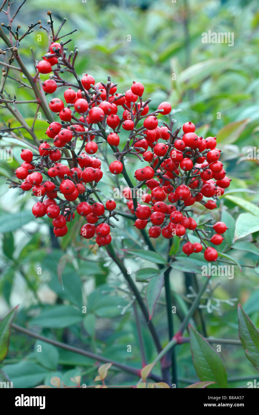 NANDINA DOMESTICA RICHMOND DURING WINTER Stock Photo