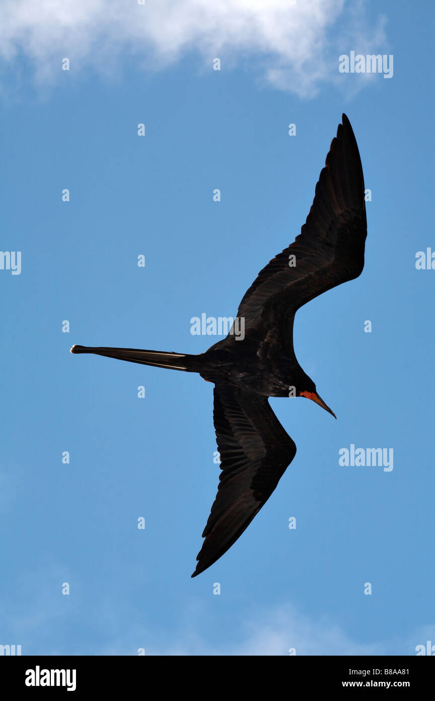 male Frigatebird, Fregata, flying in flight at Punta Suarez, Espanola Island, Galapagos Islands, Ecuador in September Stock Photo