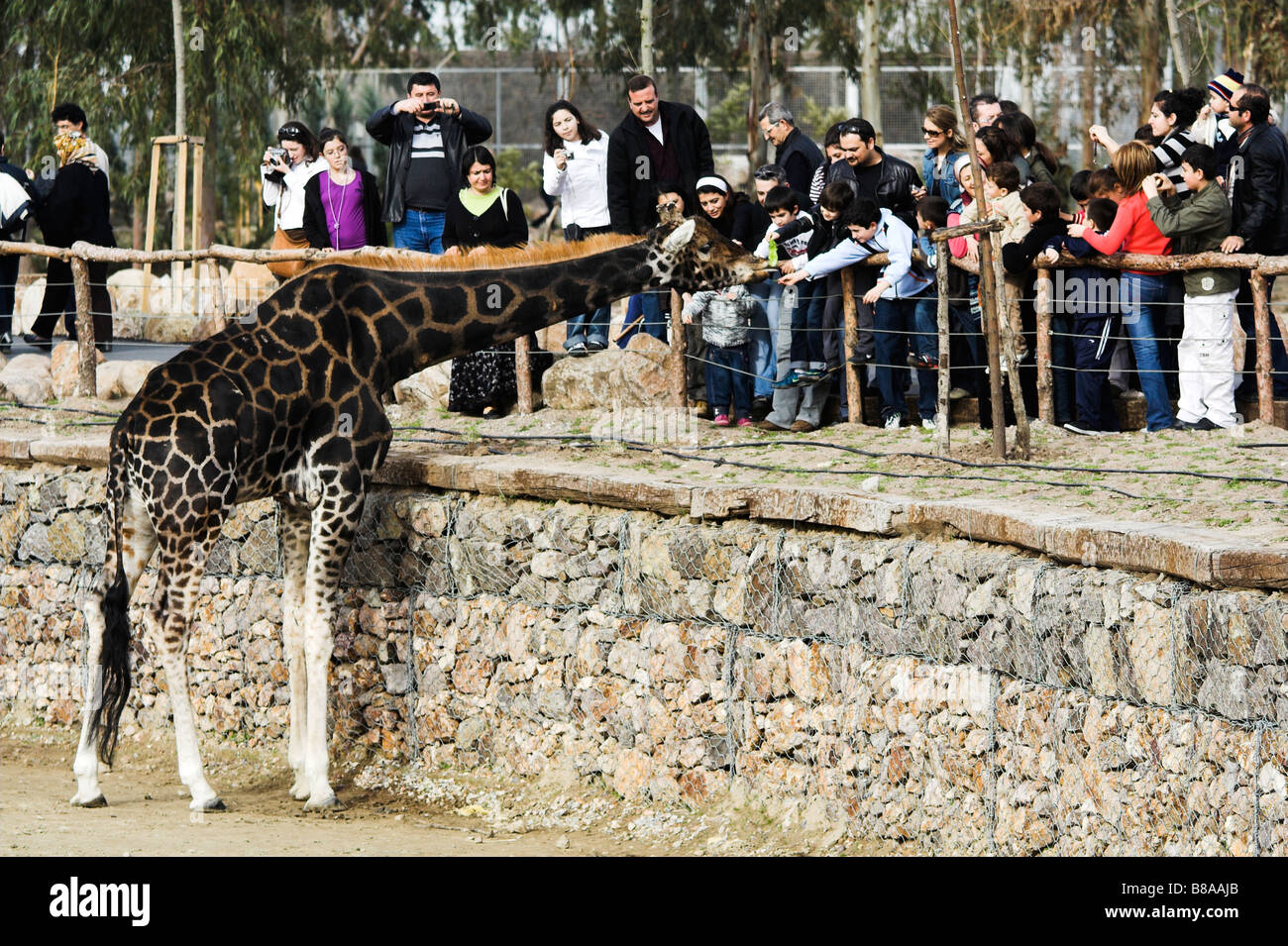 group of people taking care of a giraffe in zoo Stock Photo - Alamy