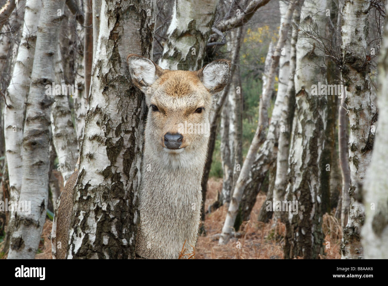 Young famale Sika Deer looking around Silver Birch tree Stock Photo