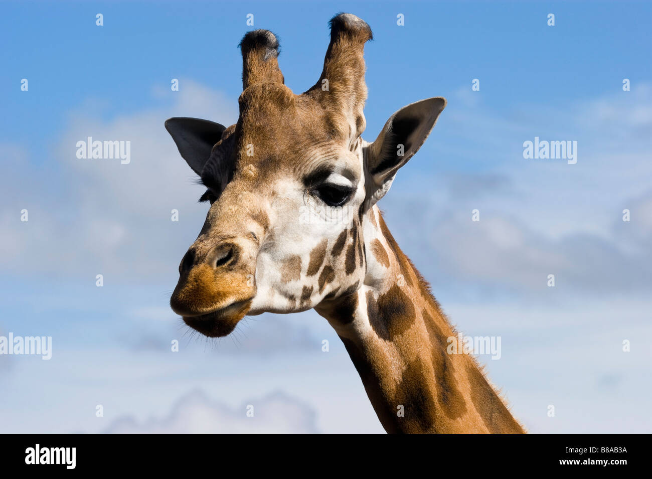Head shot of Giraffe Giraffa camelopardalis rothschildi Stock Photo - Alamy