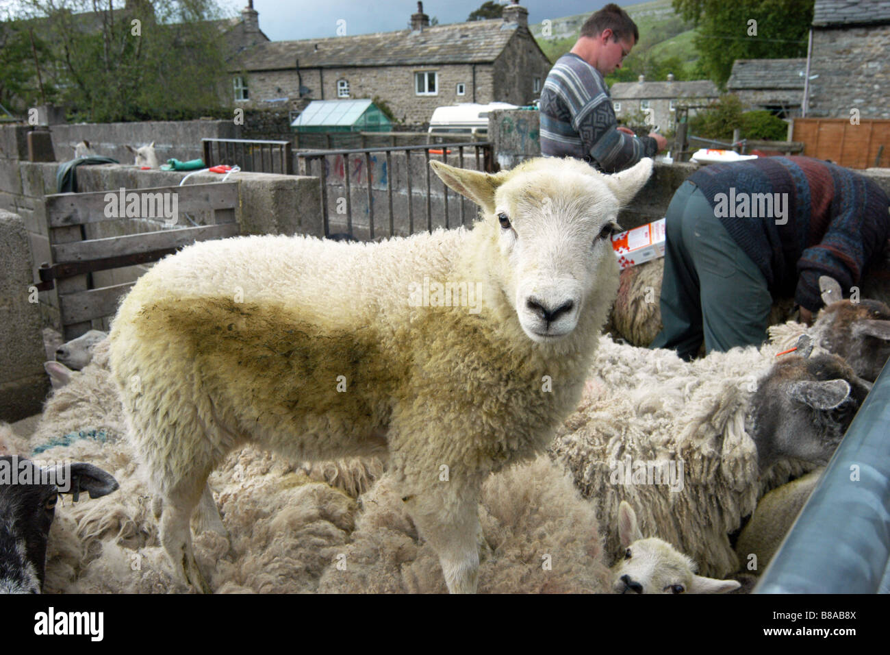 A lamb stands on top of other sheep in a farmyard while waiting to be dipped, Yorkshire Dales UK Stock Photo
