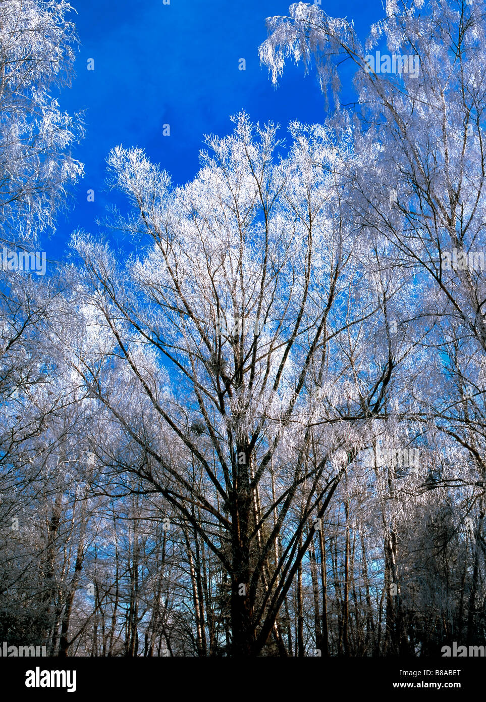 Trees with blue sky hi-res stock photography and images - Alamy