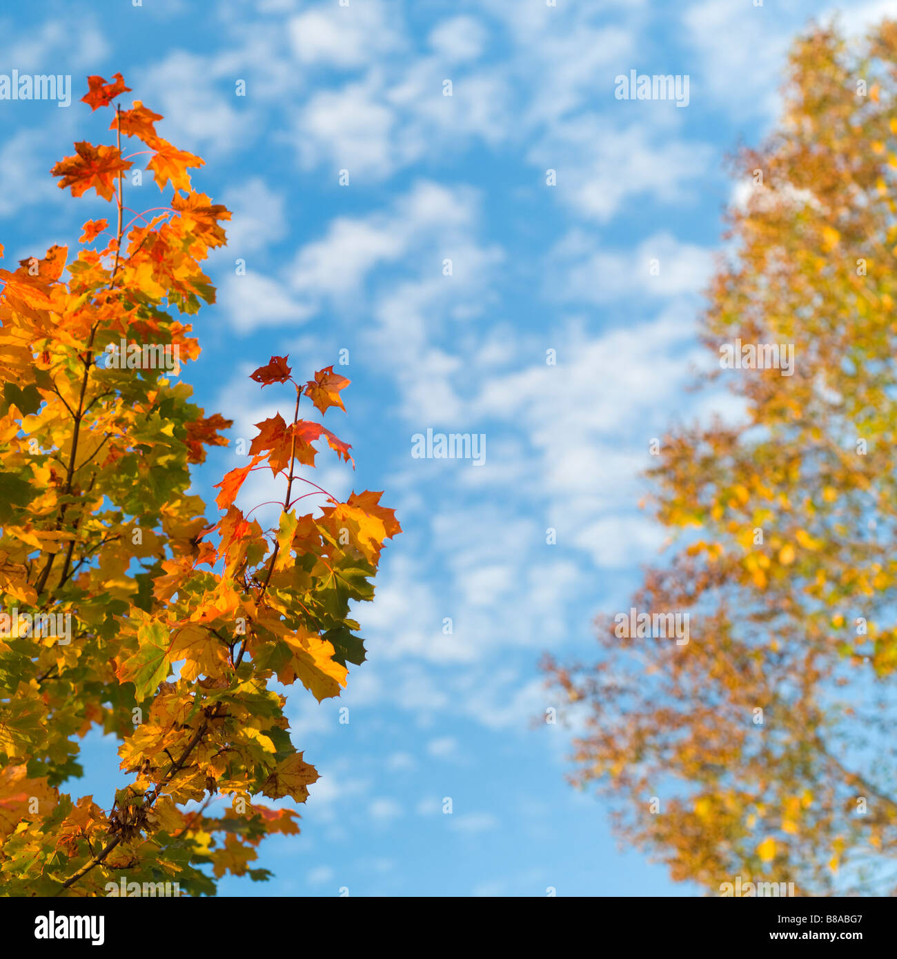 Birch and mapletree with blue sky Stock Photo