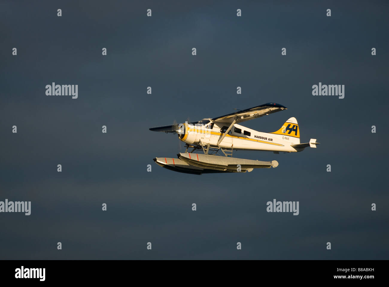 A De Havilland  Beaver floatplane in flight. Stock Photo