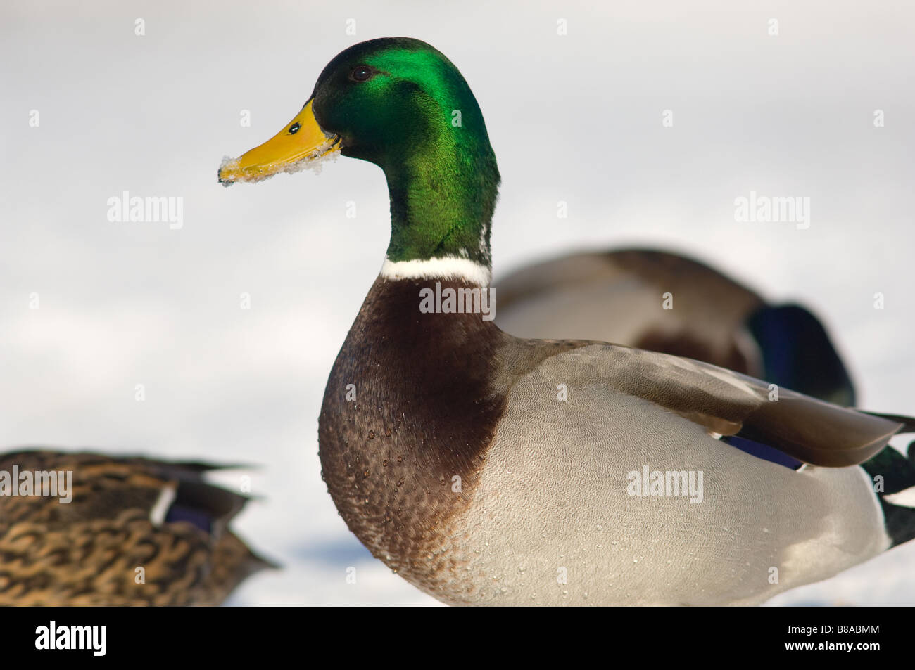 Close-up of a adult male Mallard duck with snow around its beak. Stock Photo