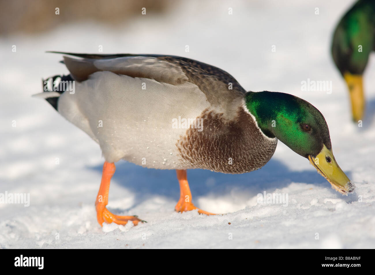 Close-up of a adult female Mallard duck with snow around its beak and walking on snow. Stock Photo