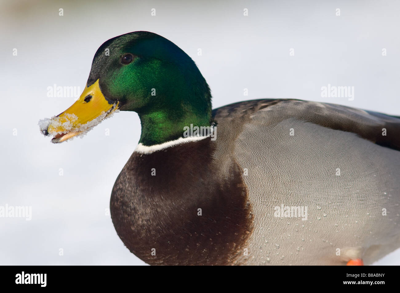 Close-up of a adult male Mallard duck with snow around its beak. Stock Photo